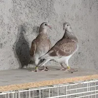پلاکی مسافتی