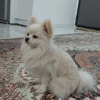 سگ پامرین