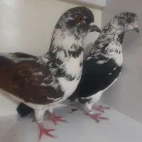 کبوتر نر قش آبی باخت رفته