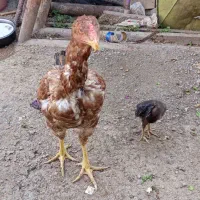 جوجه لاری افغان