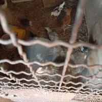 جوجه|پرنده|رفسنجان, |دیوار