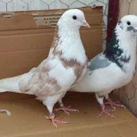 کفتر پرشی،تهرونی ،هما سرور