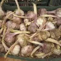 سیر درجه یک