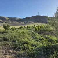 باغ گلابی اسپادانا