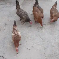 مرغ تخم گذار
