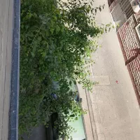 خانه-کلنگی