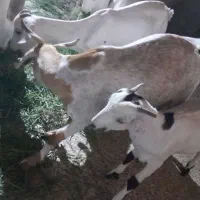 کهره|حیوانات مزرعه|حاجی آباد, |دیوار