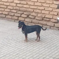 سگ ماده|سگ|کرمانشاه, |دیوار