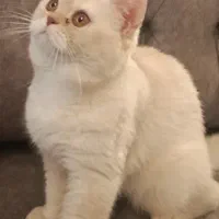 گربه نر اسکاتیش  جفت گیری