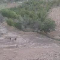 فروش باغ انار