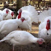 بوقلمون زنده گوشتی کیلویی ۳۸۰ تومان