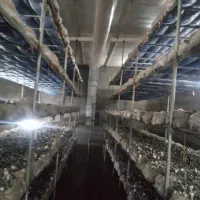 استخدام