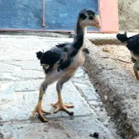 جوجه لاری اصل