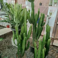 گل دیفن باخیا   قم گل