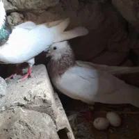 کبوتر|پرنده|سربیشه, |دیوار