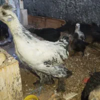 جوجه ایام برهما