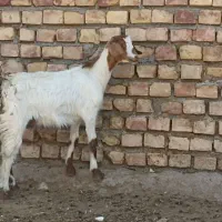 بزغاله ماده پاکستانی