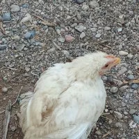 فروش بوقلمون ومرغ