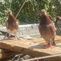 کبوتر خارجی