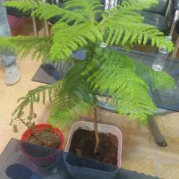 گل طبیعی کاج مطبق