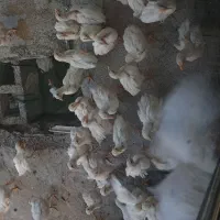 جوجه گوشتی