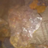 طلای واقعی زنده