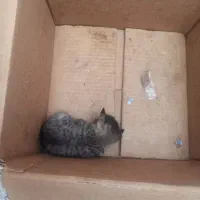بچه گربه نابینا