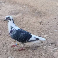 کبوتر ابلغ نر