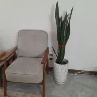 گل سانسوریا
