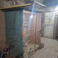 قفس‌پرنده