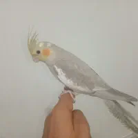 عروس نر جوجه