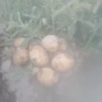 سیب بذری ۱۴۰۲ کلمبا