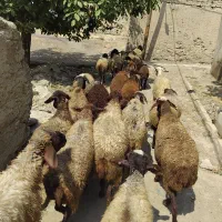 میش|حیوانات مزرعه|اسدآباد, |دیوار