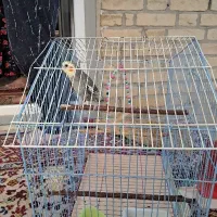 عروس هلندی سخنگو باقفس وتخفیف وسایل قفس تکمیل