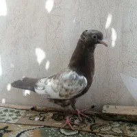 کفتر  جوجه سینه سیاه