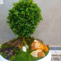 شمشاد ژاپونیکا