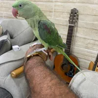 شاه طوطی بازی گوش