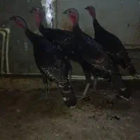 بوقلمون 8ماه