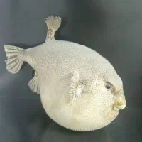 مجسمه
