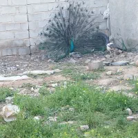 طاووس
