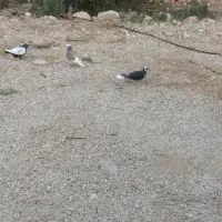 کفتر