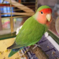 کوتوله برزیلی گمشده