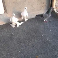 کفتر