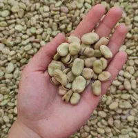 باقالی درجه 1 آذربایجان