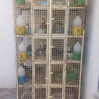 جفت کن  برای پرنده