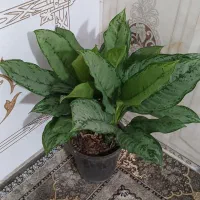 گل و گیاه آپارتمانی مقاوم