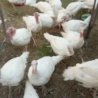 بوقلمون گوشتی