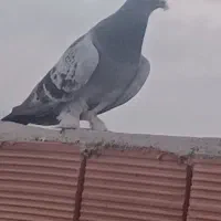 کفتر سوراخ