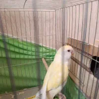 کوتوله برزیلی دستی ماده