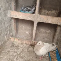جفت با جوجه
